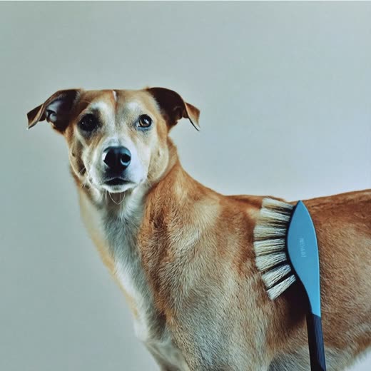 A dog being brushed